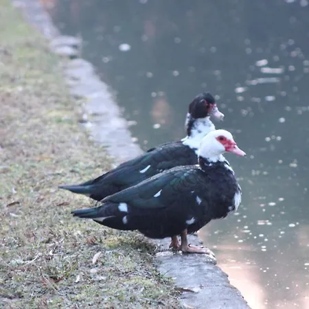 La Lupa Madonna della Provvidenza