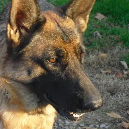 ファームステイ La Lupa