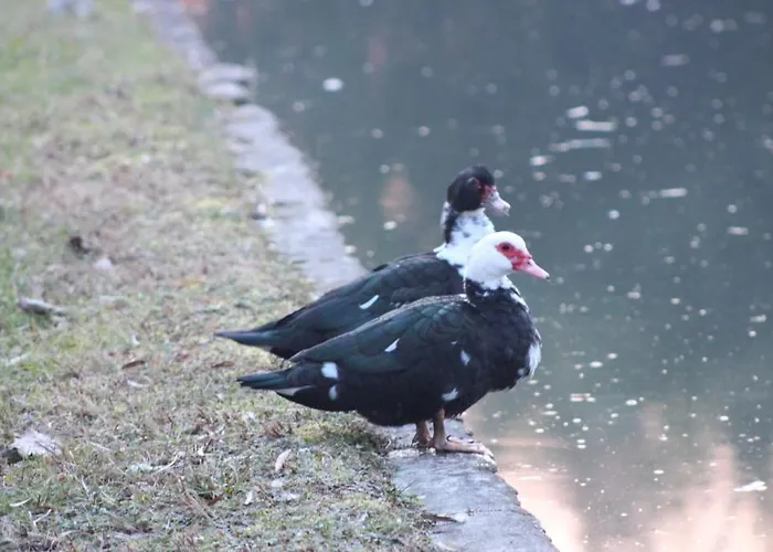 La Lupa Madonna della Provvidenza