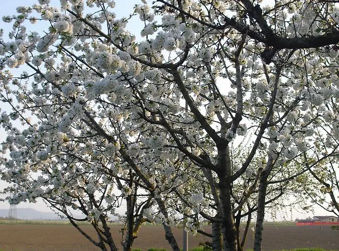 La Lupa Madonna della Provvidenza