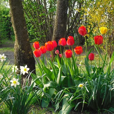 La Lupa Madonna della Provvidenza